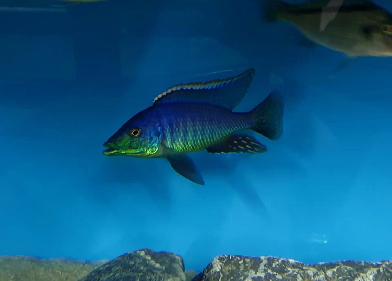 Lichnochromis acuticeps